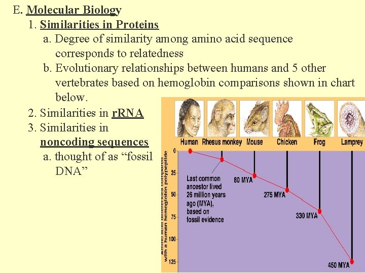 E. Molecular Biology 1. Similarities in Proteins a. Degree of similarity among amino acid