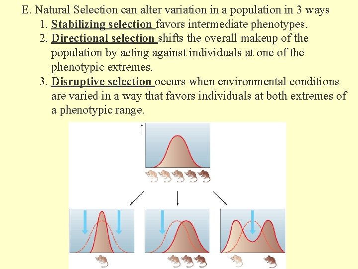 E. Natural Selection can alter variation in a population in 3 ways 1. Stabilizing