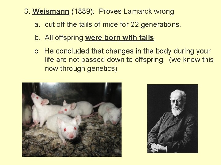 3. Weismann (1889): Proves Lamarck wrong a. cut off the tails of mice for