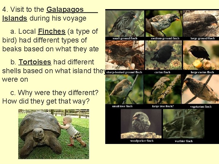 4. Visit to the Galapagos Islands during his voyage a. Local Finches (a type