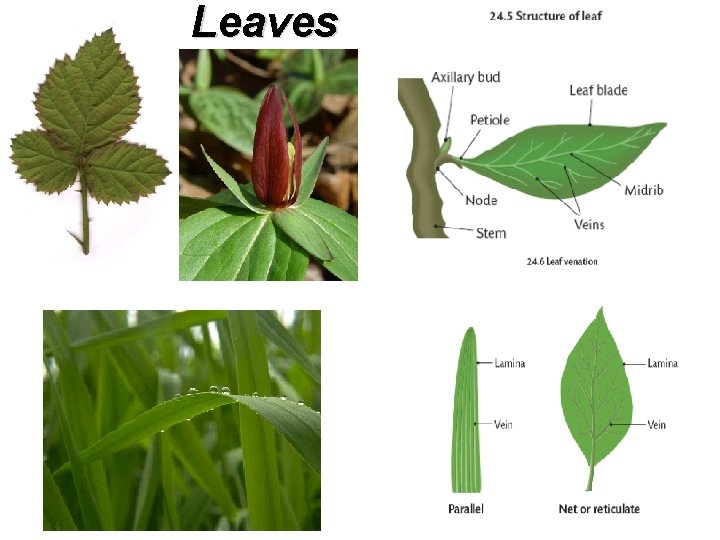 Leaves 