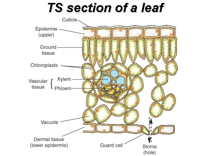 TS section of a leaf 