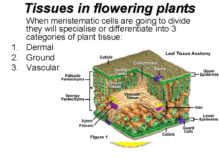 Tissues in flowering plants When meristematic cells are going to divide they will specialise