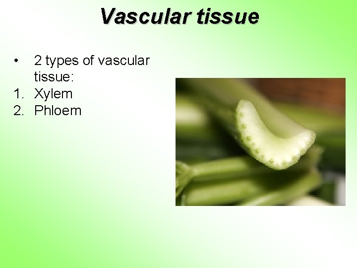 Vascular tissue • 2 types of vascular tissue: 1. Xylem 2. Phloem 
