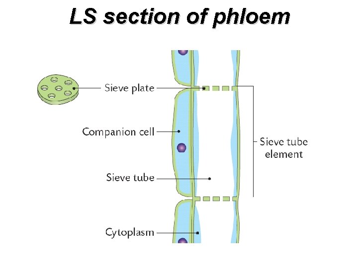 LS section of phloem 