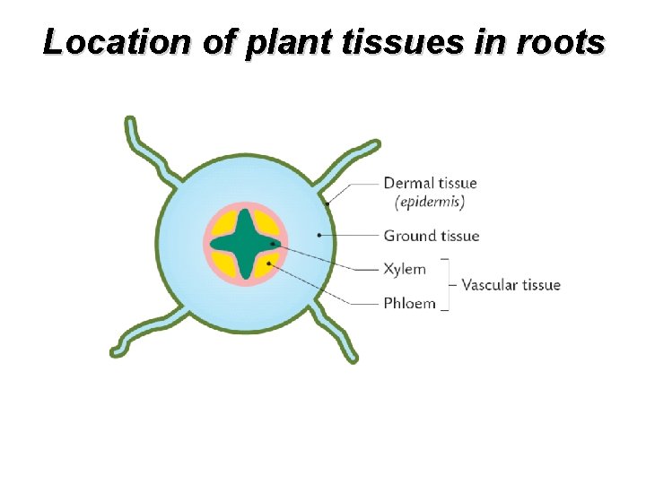 Location of plant tissues in roots 