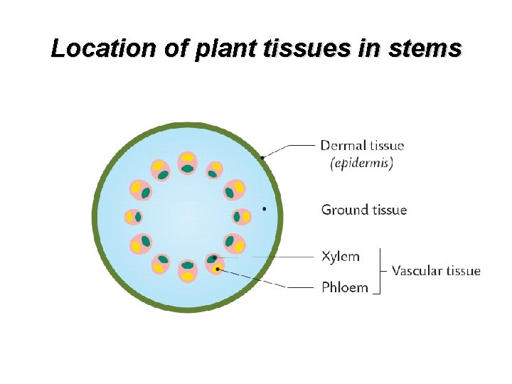 Location of plant tissues in stems 