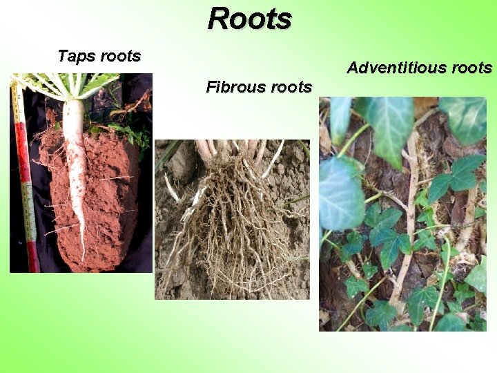 Roots Taps roots Adventitious roots Fibrous roots 
