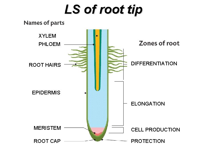 LS of root tip XYLEM PHLOEM ROOT HAIRS DIFFERENTIATION EPIDERMIS ELONGATION MERISTEM CELL PRODUCTION