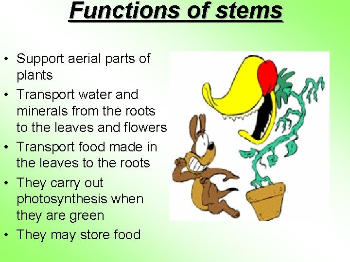 Functions of stems • Support aerial parts of plants • Transport water and minerals