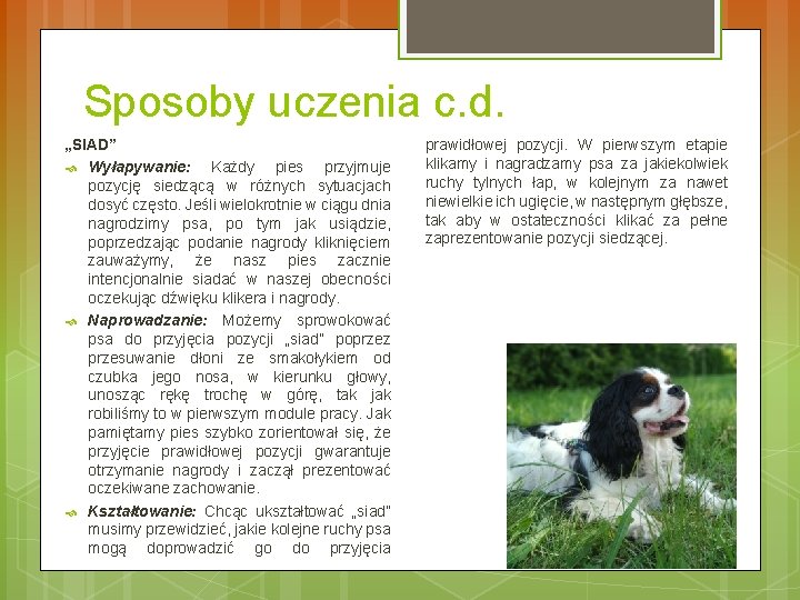 Sposoby uczenia c. d. „SIAD” Wyłapywanie: Każdy pies przyjmuje pozycję siedzącą w różnych sytuacjach