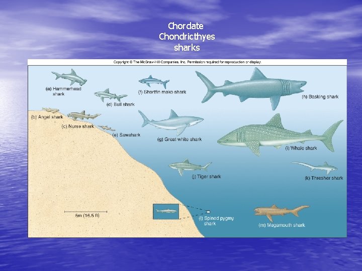 Chordate Chondricthyes sharks 