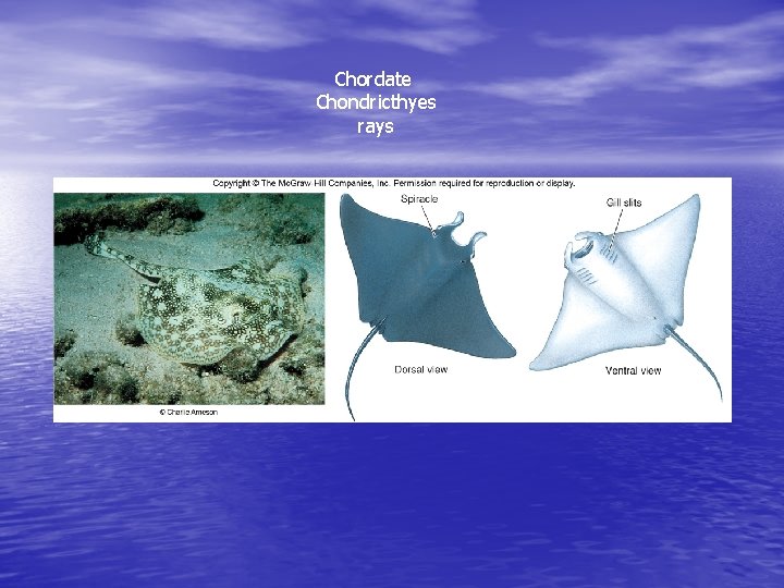 Chordate Chondricthyes rays 