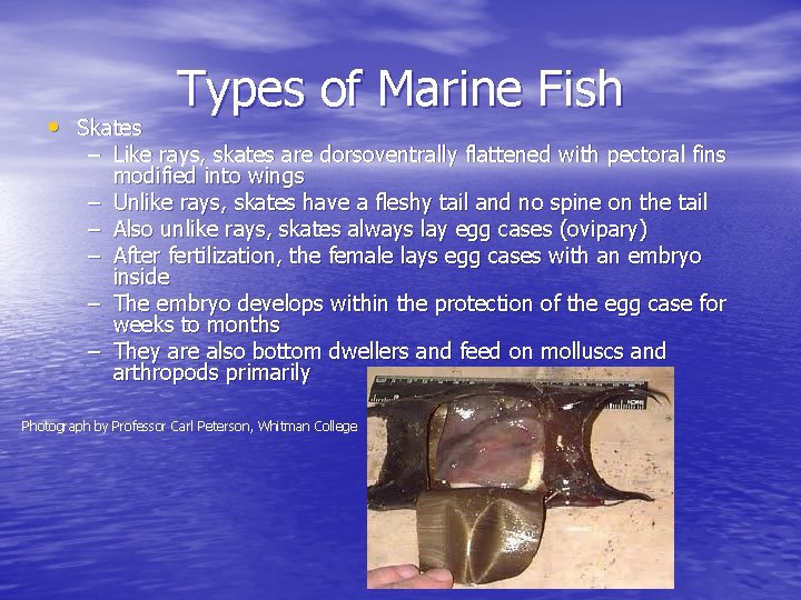  • Skates Types of Marine Fish – Like rays, skates are dorsoventrally flattened