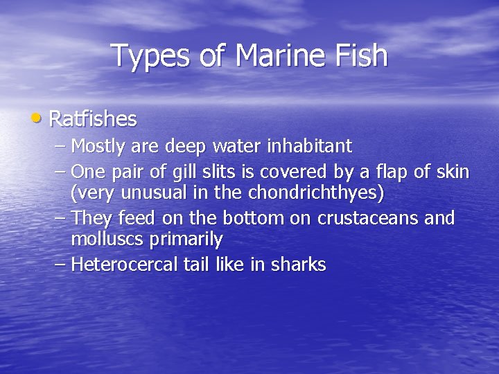 Types of Marine Fish • Ratfishes – Mostly are deep water inhabitant – One