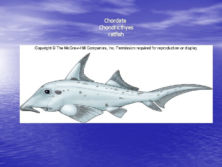 Chordate Chondricthyes ratfish 