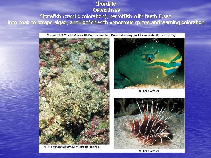 Chordate Osteicthyes Stonefish (cryptic coloration), parrotfish with teeth fused into beak to scrape algae,