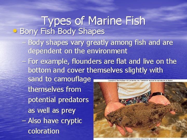 Types of Marine Fish • Bony Fish Body Shapes – Body shapes vary greatly