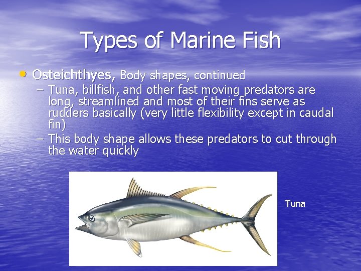 Types of Marine Fish • Osteichthyes, Body shapes, continued – Tuna, billfish, and other