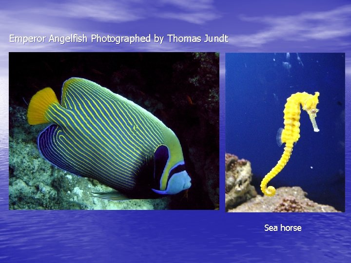 Emperor Angelfish Photographed by Thomas Jundt Sea horse 