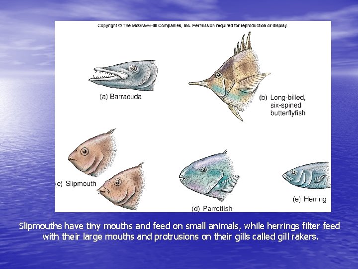 Slipmouths have tiny mouths and feed on small animals, while herrings filter feed with