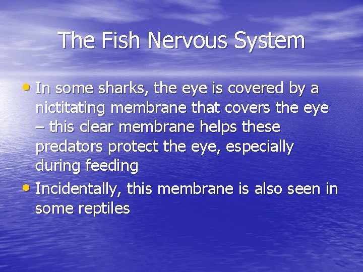 The Fish Nervous System • In some sharks, the eye is covered by a