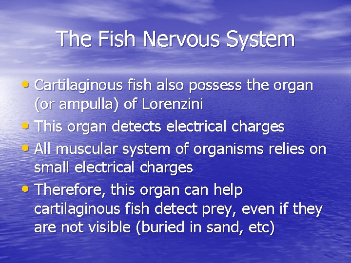 The Fish Nervous System • Cartilaginous fish also possess the organ (or ampulla) of