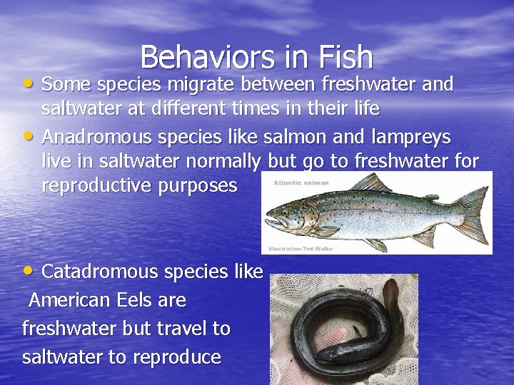 Behaviors in Fish • Some species migrate between freshwater and • saltwater at different