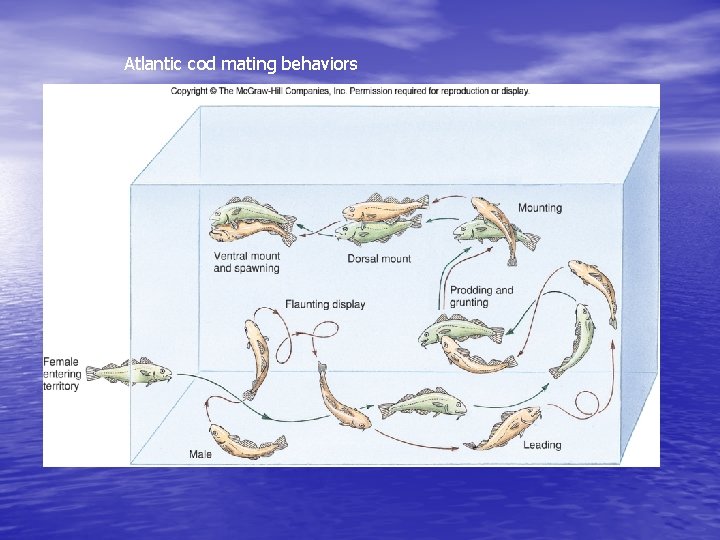 Atlantic cod mating behaviors 