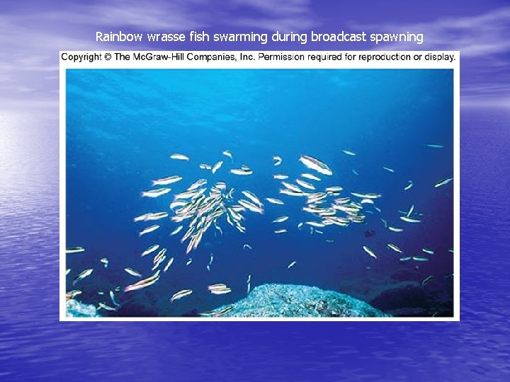 Rainbow wrasse fish swarming during broadcast spawning 