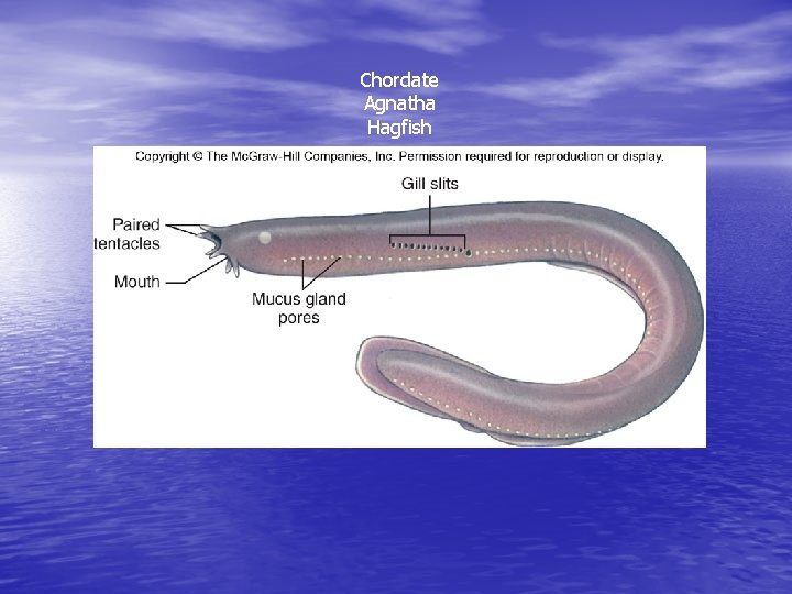 Chordate Agnatha Hagfish 