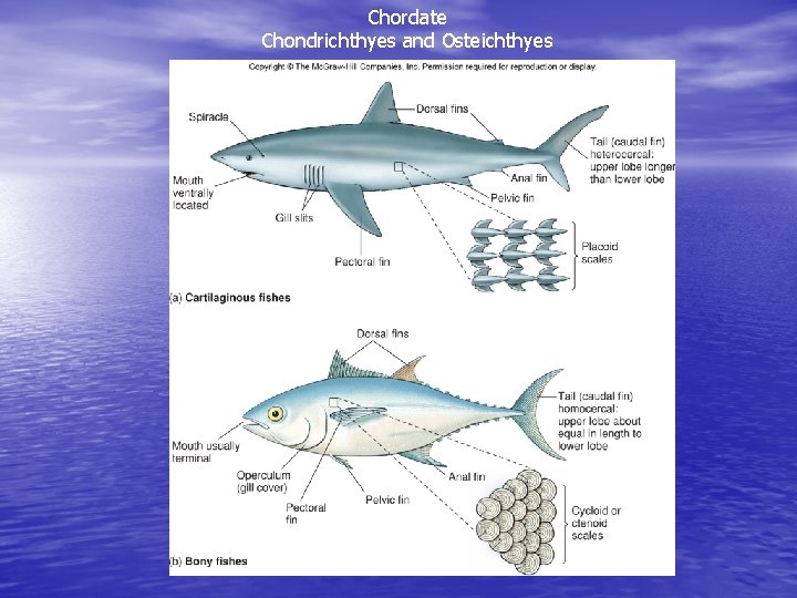 Chordate Chondrichthyes and Osteichthyes 