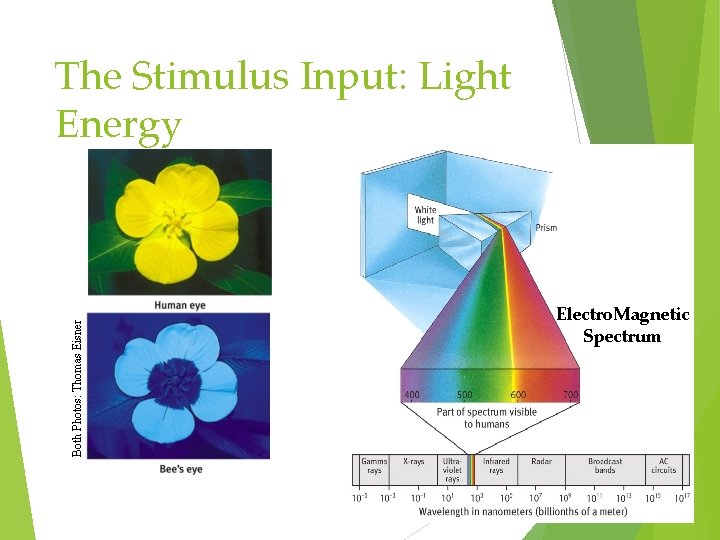 Both Photos: Thomas Eisner The Stimulus Input: Light Energy Electro. Magnetic Spectrum 