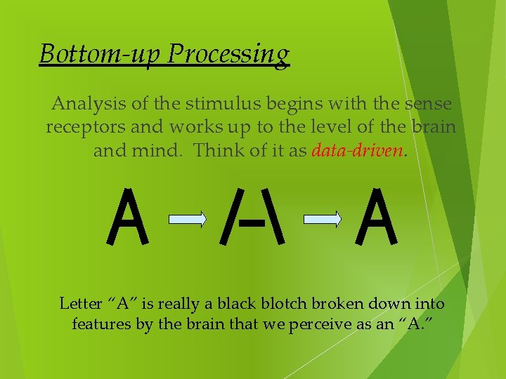 Bottom-up Processing Analysis of the stimulus begins with the sense receptors and works up