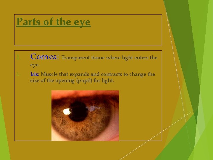 Parts of the eye 1. Cornea: Transparent tissue where light enters the 2. Iris: