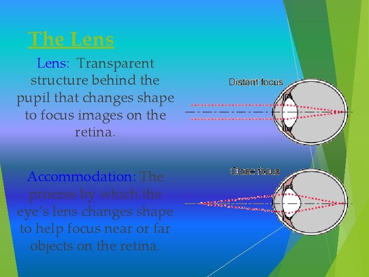 The Lens: Transparent structure behind the pupil that changes shape to focus images on