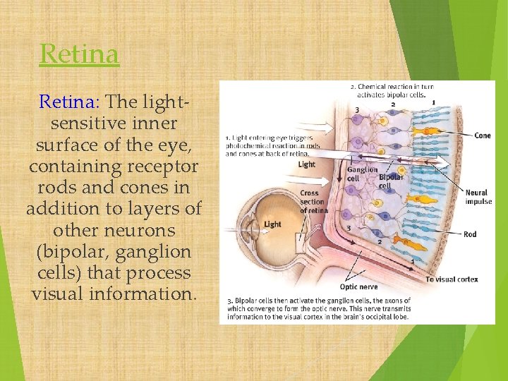 Retina: The lightsensitive inner surface of the eye, containing receptor rods and cones in