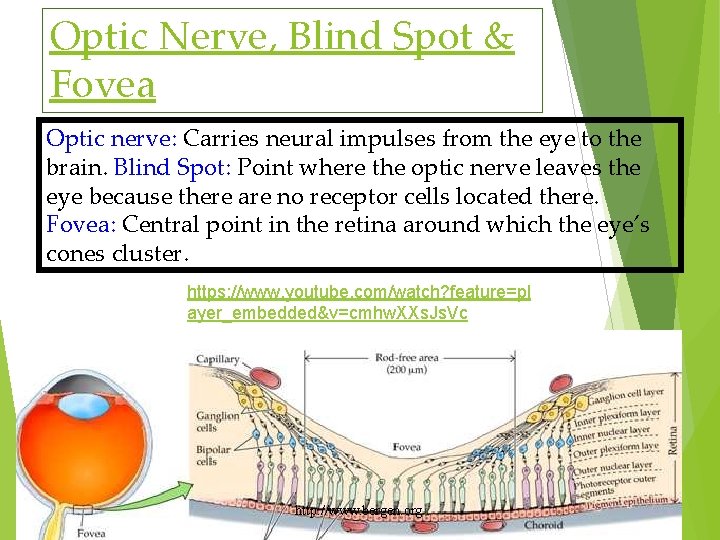 Optic Nerve, Blind Spot & Fovea Optic nerve: Carries neural impulses from the eye
