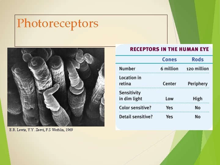 Photoreceptors E. R. Lewis, Y. Y. Zeevi, F. S Werblin, 1969 