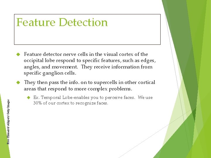 Ross Kinnaird/ Allsport/ Getty Images Feature Detection Feature detector nerve cells in the visual