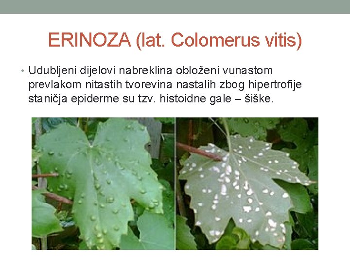 ERINOZA (lat. Colomerus vitis) • Udubljeni dijelovi nabreklina obloženi vunastom prevlakom nitastih tvorevina nastalih
