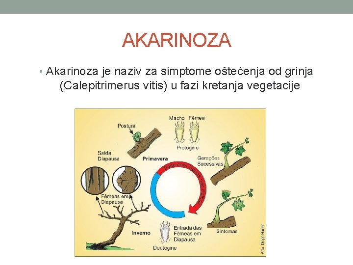 AKARINOZA • Akarinoza je naziv za simptome oštećenja od grinja (Calepitrimerus vitis) u fazi