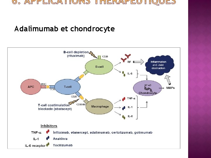 Adalimumab et chondrocyte 