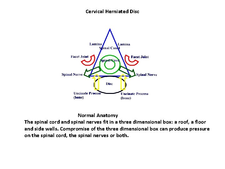 Cervical Herniated Disc Normal Anatomy The spinal cord and spinal nerves fit in a Cervical Herniated Disc Normal Anatomy The spinal cord and spinal nerves fit in a