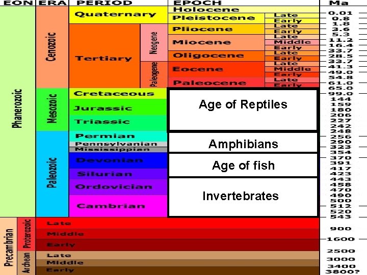Age of Reptiles Amphibians Age of fish Invertebrates 