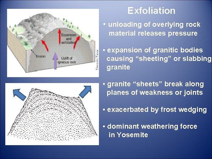 Exfoliation • unloading of overlying rock material releases pressure • expansion of granitic bodies