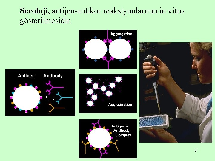 Seroloji, antijen-antikor reaksiyonlarının in vitro gösterilmesidir. 2 