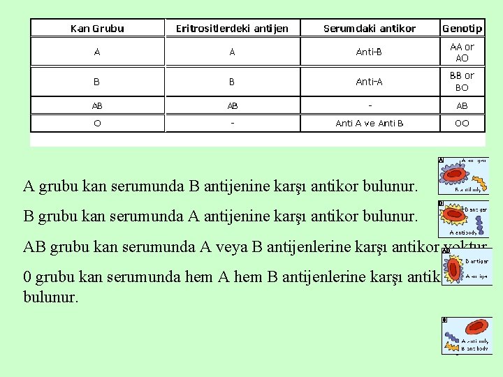 A grubu kan serumunda B antijenine karşı antikor bulunur. B grubu kan serumunda A