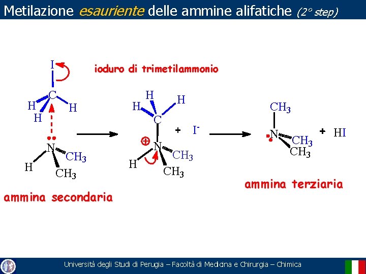 Metilazione esauriente delle ammine alifatiche (2° step) I H H C N H ioduro