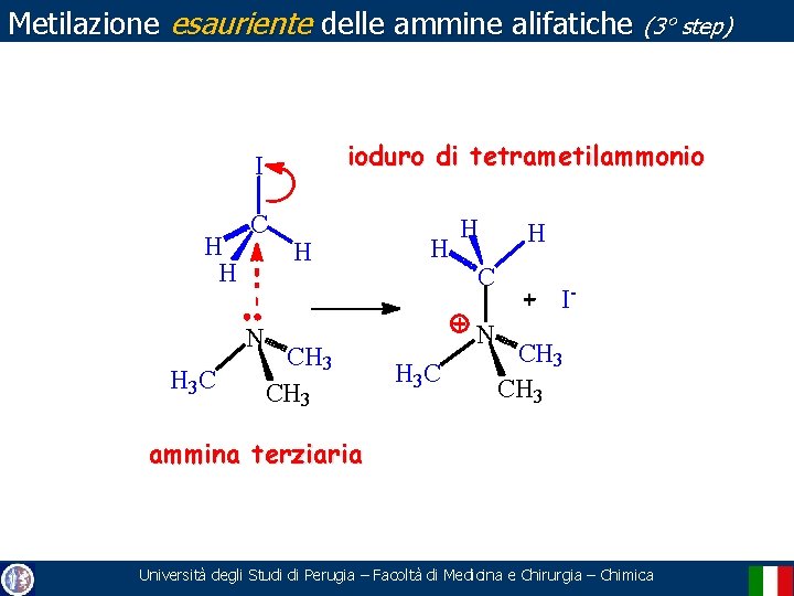 Metilazione esauriente delle ammine alifatiche (3° step) ioduro di tetrametilammonio I H H C